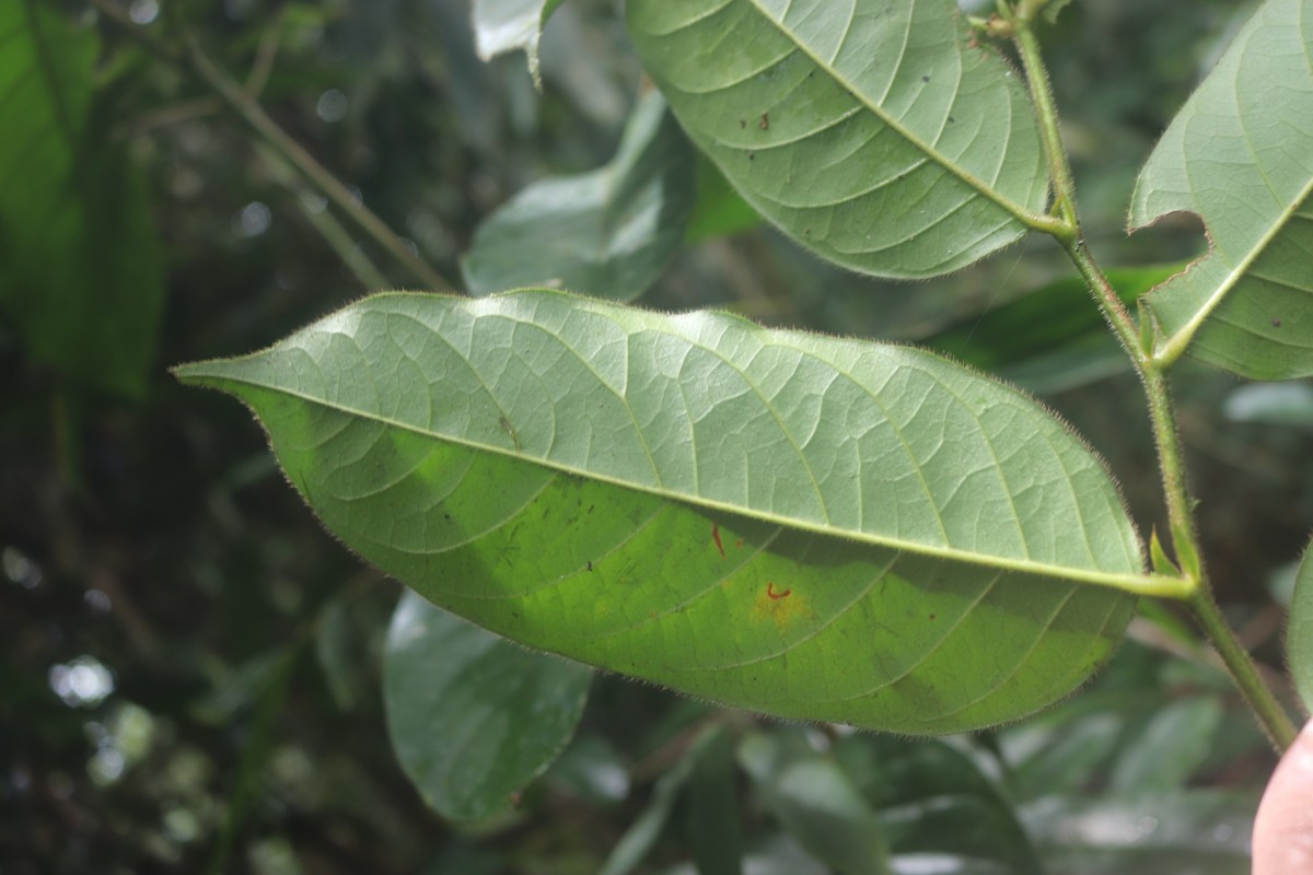 Chaetocarpus pubescens (Thwaites) Hook.f.